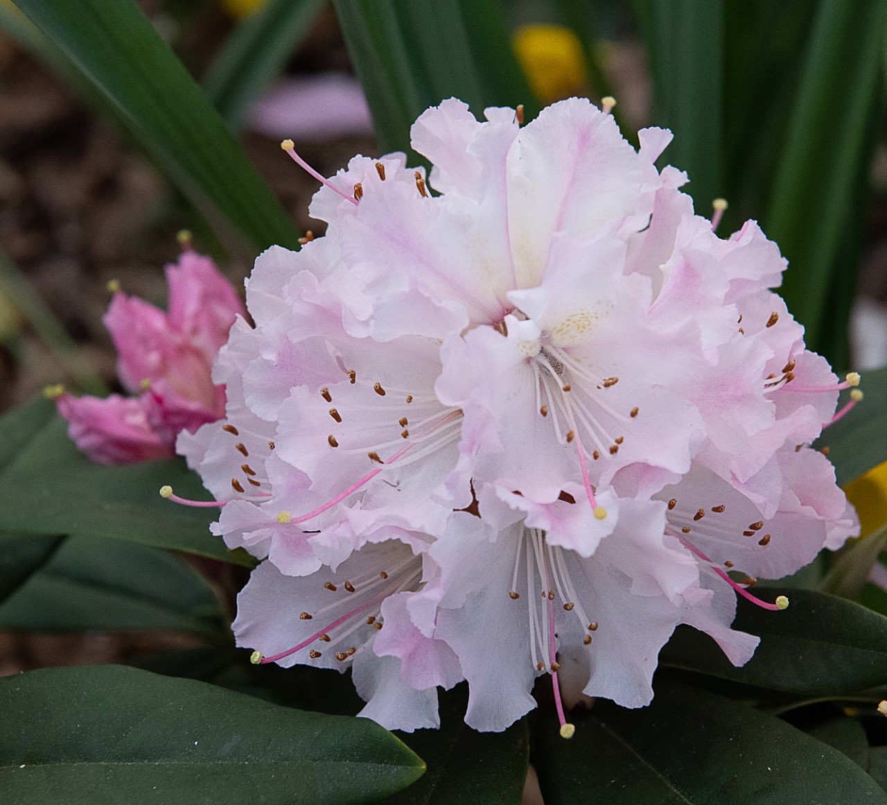 'Christmas Cheer' AGM
